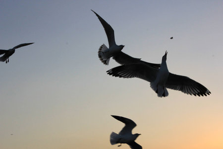 Seagullの写真素材