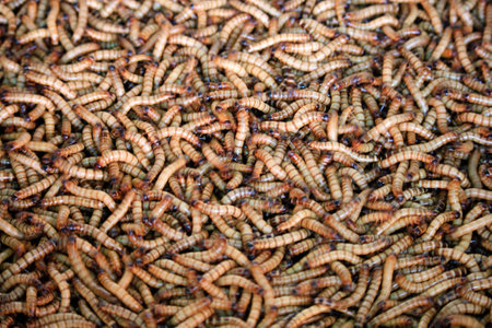 Many wormsの写真素材