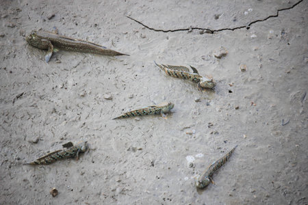 Mudskipper, Amphibious fishの写真素材