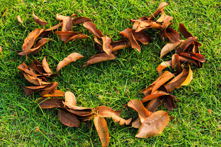 A pile of leaves the shape of a heartの写真素材