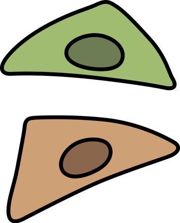 Cooking food color single item icon Yatsuhashiのイラスト素材