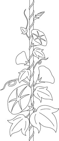 Morning glory decoration illustration line drawingのイラスト素材