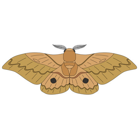 Color insect single item icon mothのイラスト素材