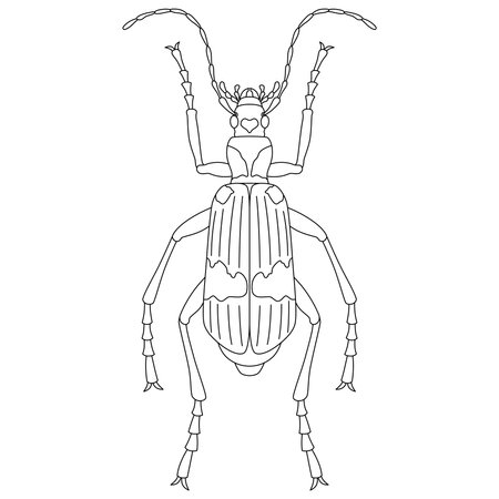 Line drawing insect single item icon Midelago beetleのイラスト素材