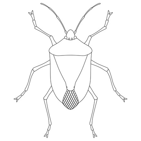 Line drawing insect single item icon stink bugのイラスト素材