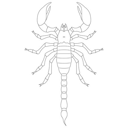 Line drawing insect single item icon scorpionのイラスト素材