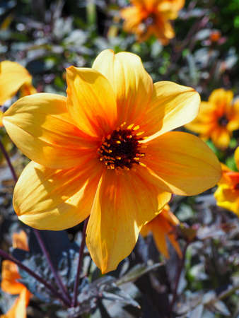 Beautiful Orange Flower in an English Garden.の写真素材