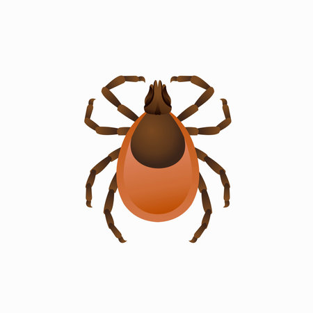 Vector Illustration Castor Bean Tick