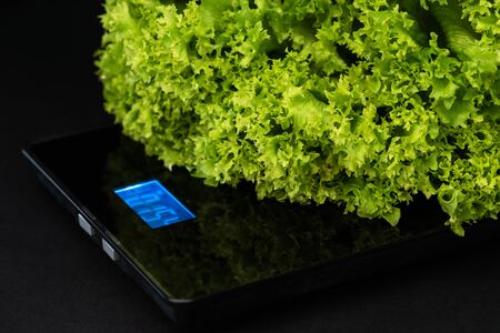 Wavy lettuce is on the electronic weight on a black background.の写真素材