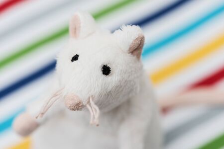 Toy white rat in the colorful strip background.の写真素材
