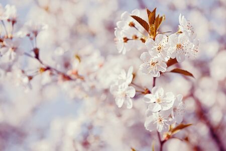 Cherry blossom. A flowering tree. Pink pastel toning. Natural background.の写真素材