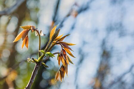 Young shoots of a tree. Awakening of nature. Spring concept. Natural background.の写真素材