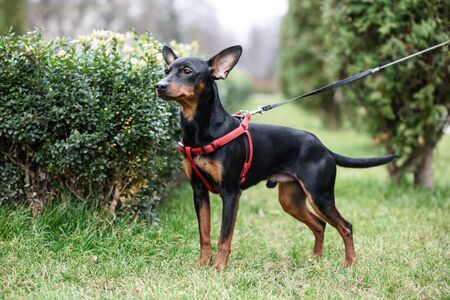 Miniature Pinscher dog is on the green grass on the background of shrubs and trees.の写真素材
