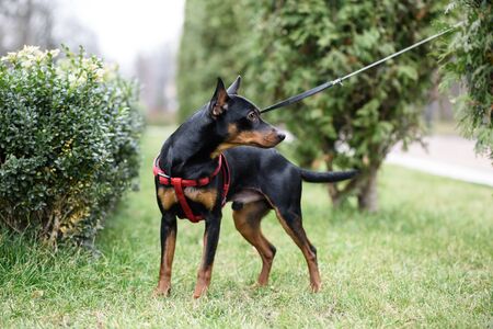 Miniature Pinscher dog is on the green grass on the background of shrubs and trees.の写真素材