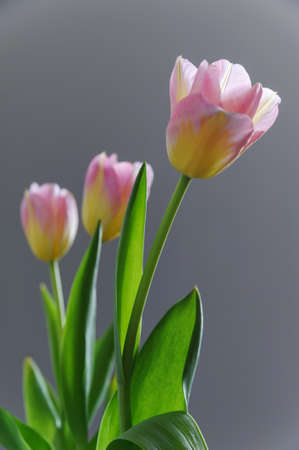 Yellow and pink tulips on a gray background.の写真素材