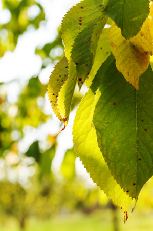 Leaves in sunlight. Green and yellow leaves are damaged.