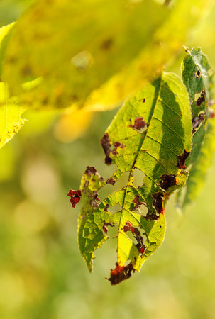 Leaves in sunlight. Green and yellow leaves are damaged.
