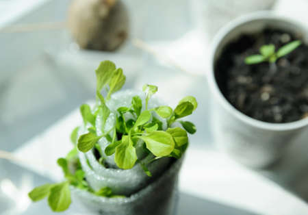 Seedlings in containers placed on a windowsill.の写真素材