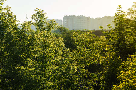 Morning view of the city. A high-rise buildings is behind trees on a foreground.の写真素材