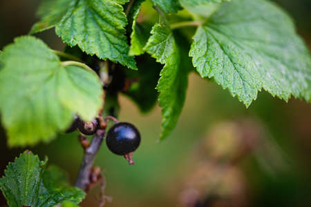 Black currant berry on the bush. Soft focus. Natural background concept.の写真素材
