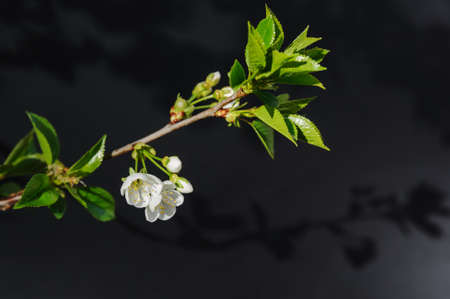 Cherry blossom and young green leaves on a dark background.の写真素材
