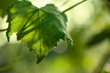 Raindrops on a grape leaf. Close up. Natural background.の写真素材
