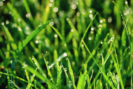 Grass with dewdrops. Close up. Natural background.