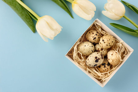 Easter still life. Box with quail eggs and tulips on a blue background. Copy space.
