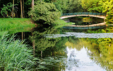 Landscape of a city park. A coast with reeds. A bridge over a lake.の写真素材