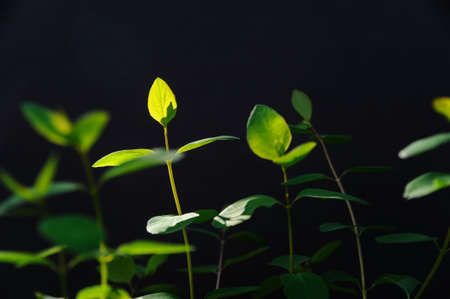 Young green branches on a dark background in a light of a sun.の写真素材