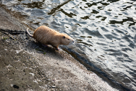 Muskrat (Ondatra zibethicus) on the lake.の写真素材