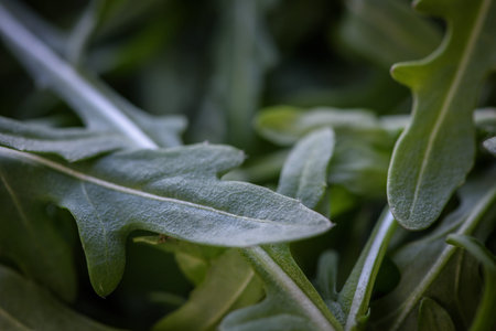 Fresh green arugula leaves. Close up.