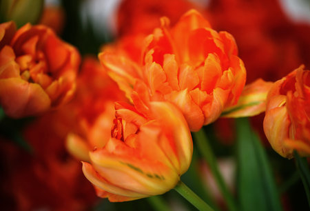 Lots of blooming tulips. Flowers background.