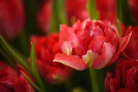 Opened tulip bud close up. Soft focus.