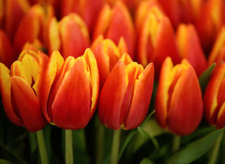 Lots of two-tone blooming tulips. Flowers background.の写真素材