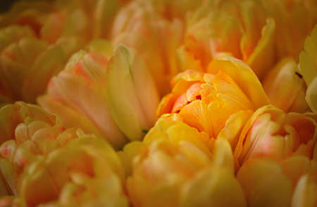 Lots of blooming tulips. Flowers background.の写真素材