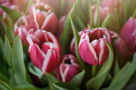 Lots of two-tone blooming tulips. Flowers background.の写真素材