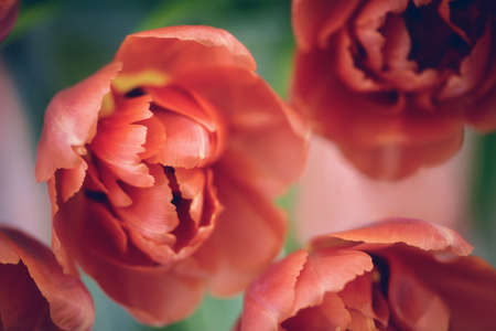 Opened tulip bud close up. Soft focus.の写真素材