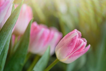 Lots of blooming tulips. Flowers background.の写真素材