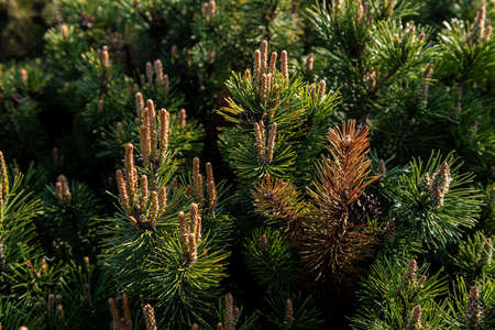 Young shoots and pine cones close up.の写真素材