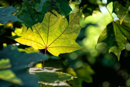 Green live maple leaf on the lumen.gの写真素材
