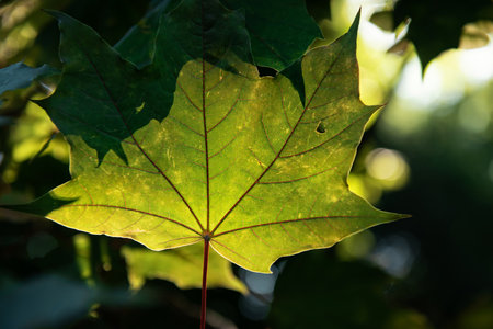 Green live maple leaf on the lumen.の写真素材