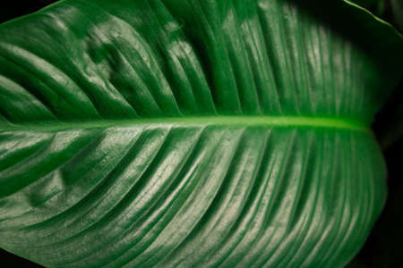 Close and macro bright green leaf in environment. Natural background and texture.の写真素材