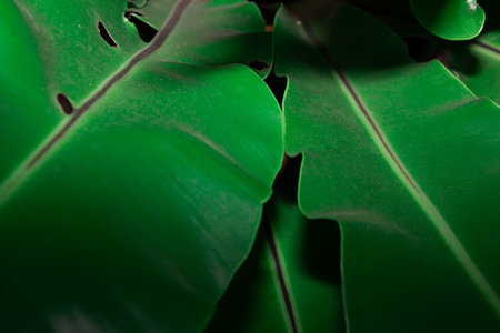 Close and macro bright green leaf in environment. Natural background and texture.