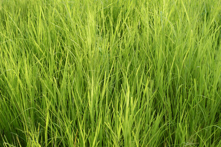 Close up of lush green grassの写真素材