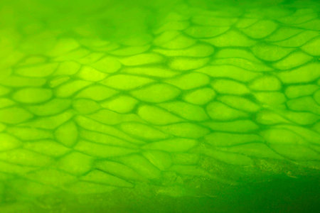 Abstract of Green Pepper Skin.の写真素材