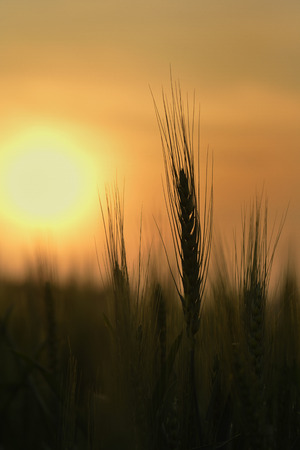 Silhouette of Wheat Fieldの写真素材