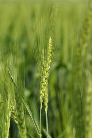 Close up of Wheat Stemの写真素材