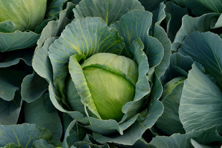 Close up of Fresh Green Cabbage