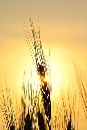Golden Silhouette of Wheat Stemの写真素材